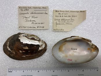 Media type: image; Malacology 5951   Description: specimens and labels for Mala 5951;